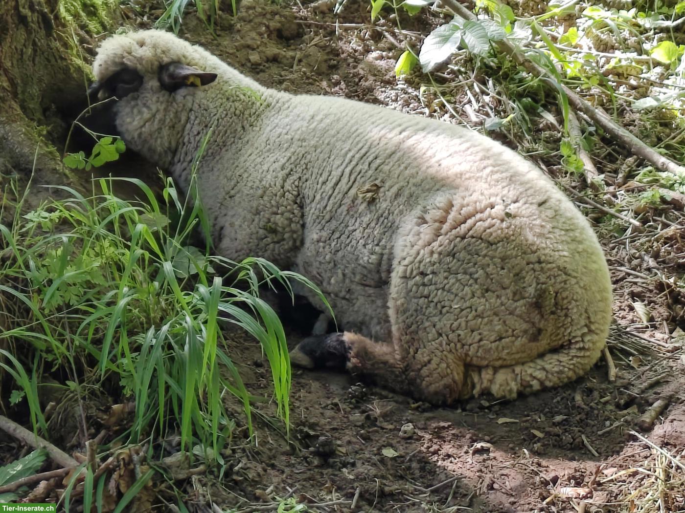 Bild 2: Shropshire Aulämmer zu verkaufen, Bio/Demeter