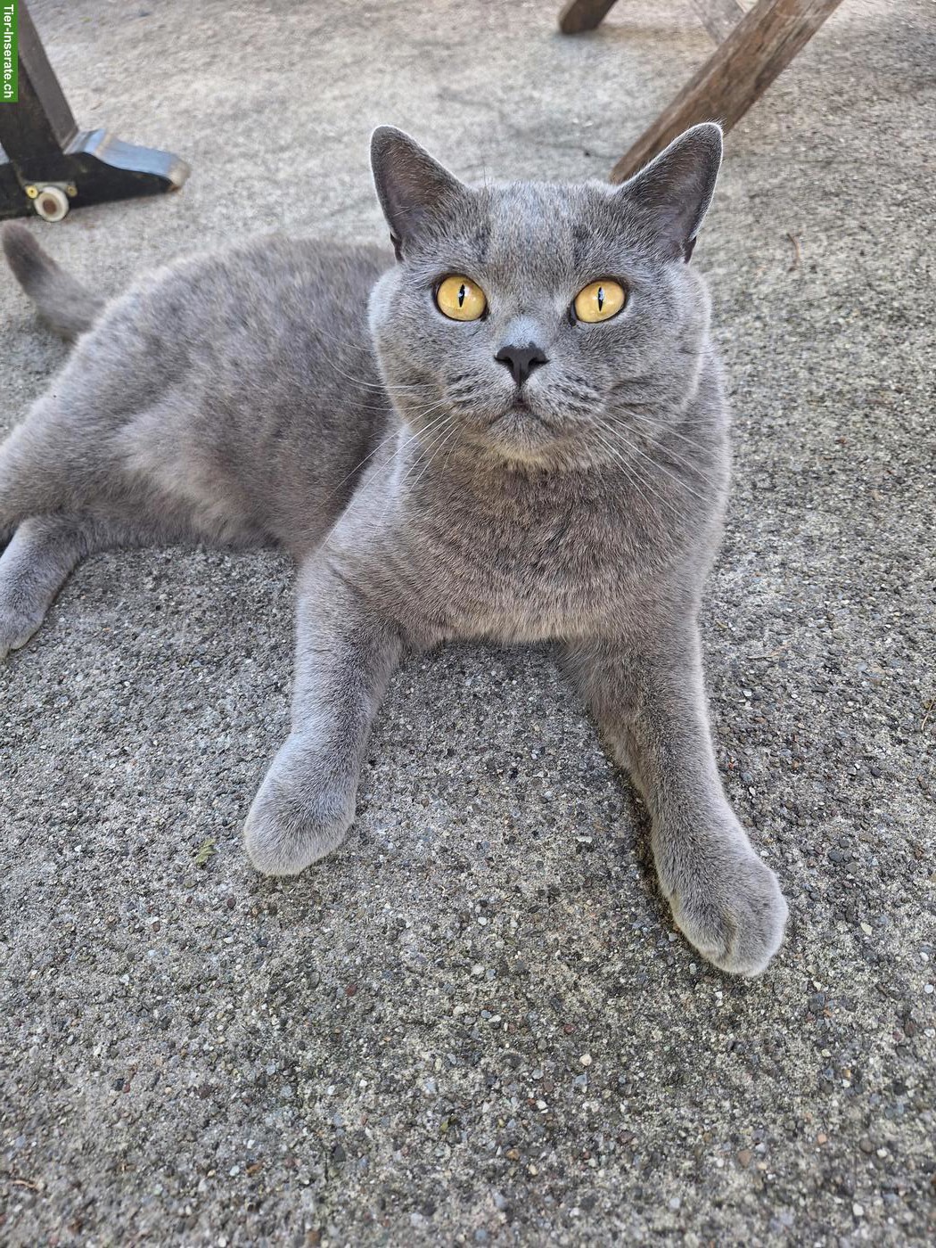 British Shorthair Kater fast 4 Jahre alt