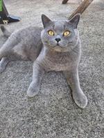 British Shorthair Kater fast 4 Jahre alt