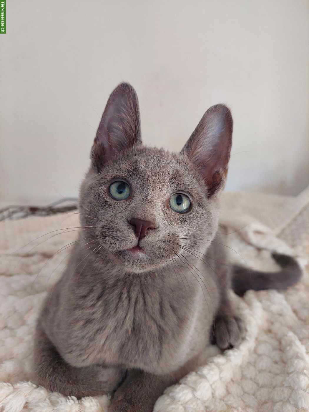 Bild 3: Schönste Jungkatzen Russisch Blau und weiss