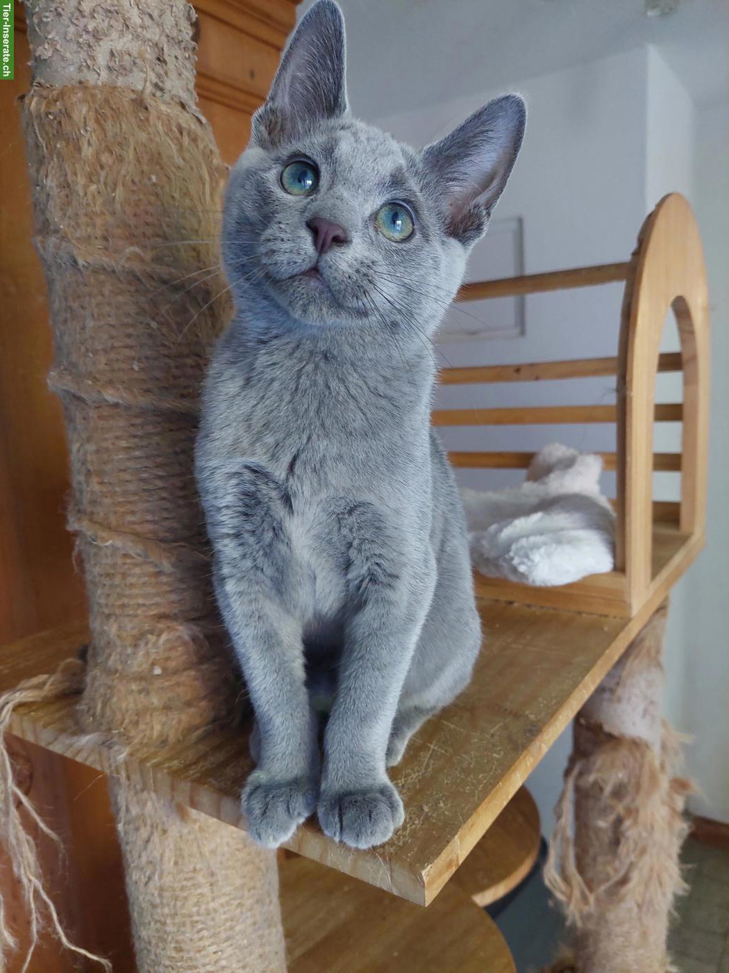 Bild 5: Schönste Jungkatzen Russisch Blau und weiss