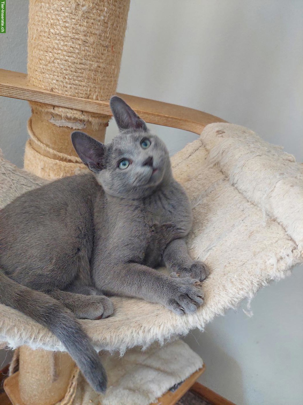 Bild 6: Schönste Jungkatzen Russisch Blau und weiss