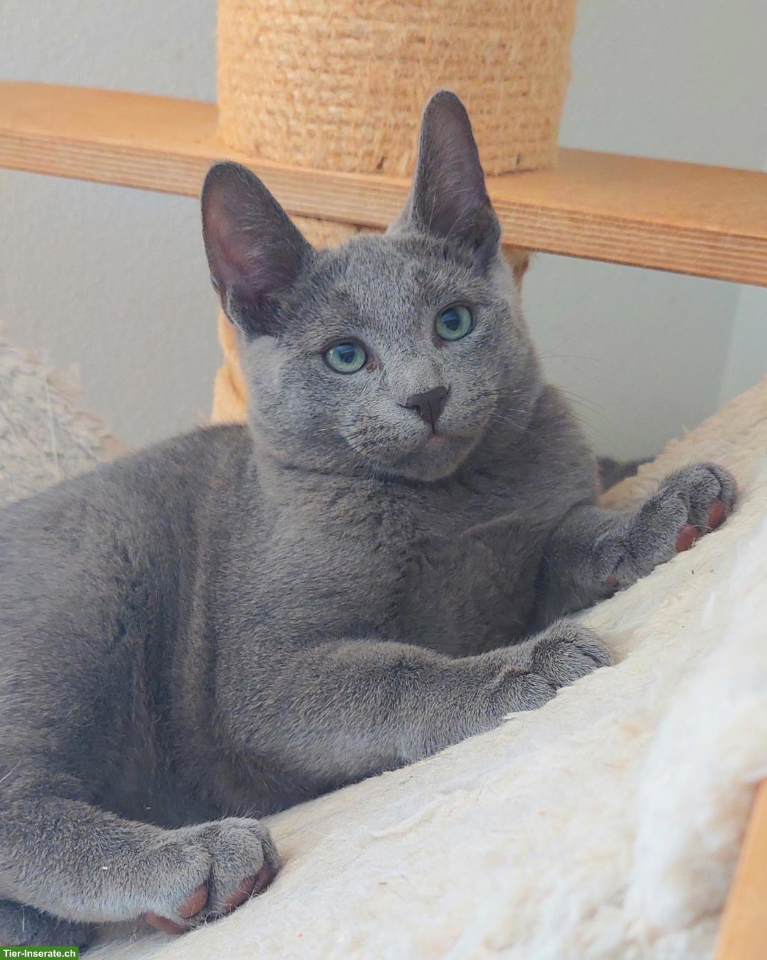 Bild 8: Schönste Jungkatzen Russisch Blau und weiss