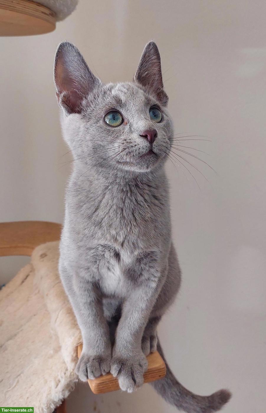 Bild 9: Schönste Jungkatzen Russisch Blau und weiss