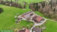 Freier Platz in gemischter Islandpferde-Gruppe in Grüningen ZH