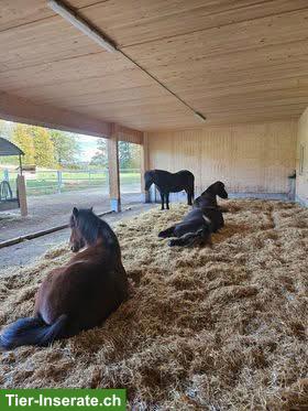 Bild 2: Freier Platz in gemischter Islandpferde-Gruppe in Grüningen ZH