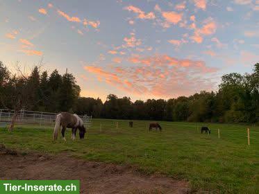 Bild 3: Freier Platz in gemischter Islandpferde-Gruppe in Grüningen ZH
