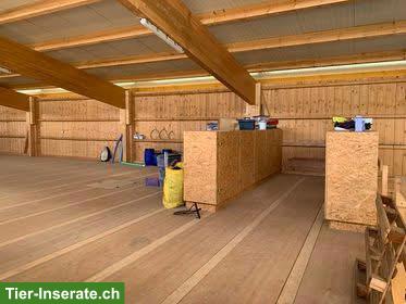Bild 4: Freier Platz in gemischter Islandpferde-Gruppe in Grüningen ZH