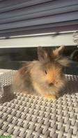 🐰 Süsser Löwenkopf Zwergkaninchen sucht liebes Zuhause ❤️