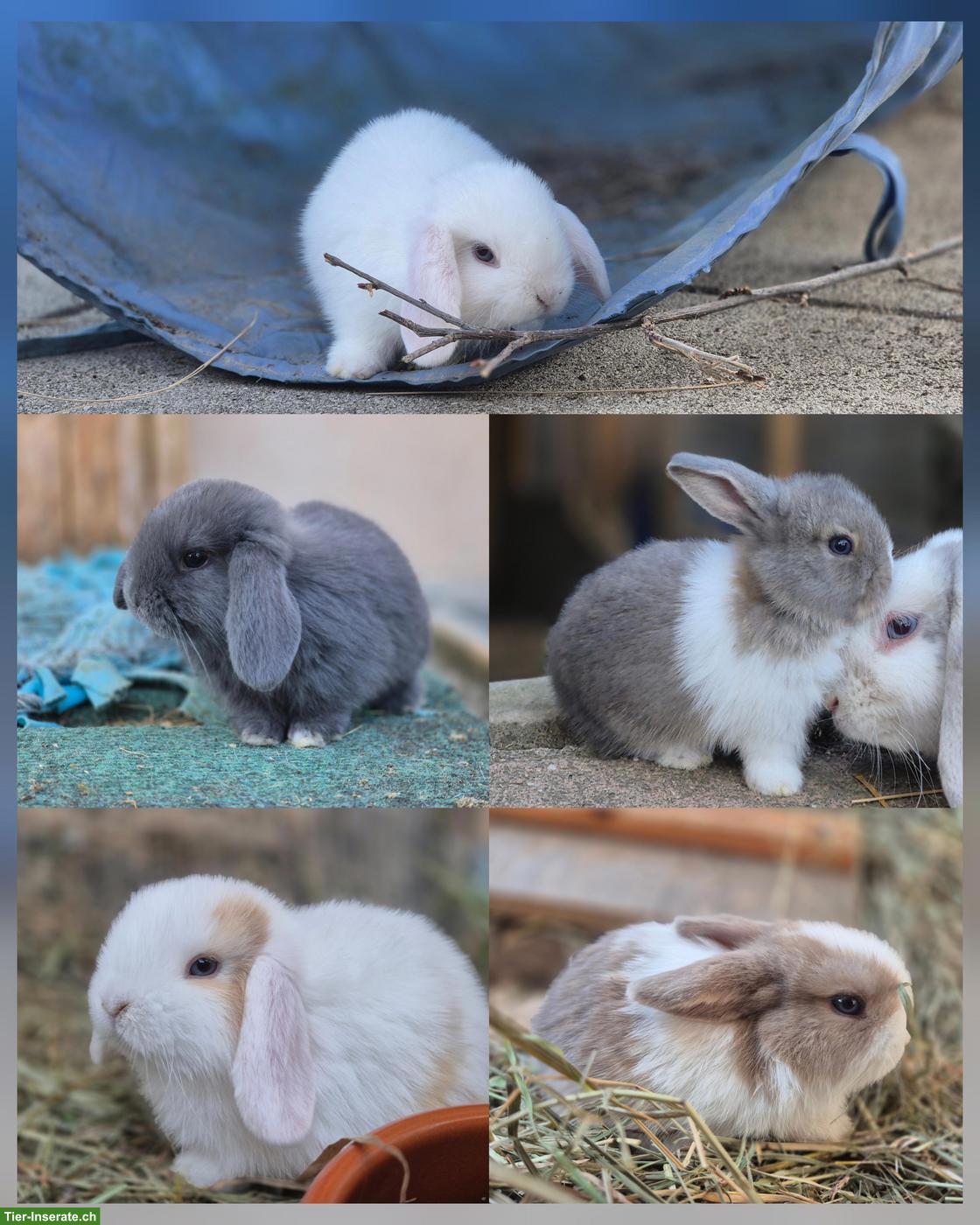 Minilop - Zwergwidder Babys zu verkaufen