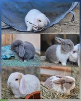 Minilop - Zwergwidder Babys zu verkaufen