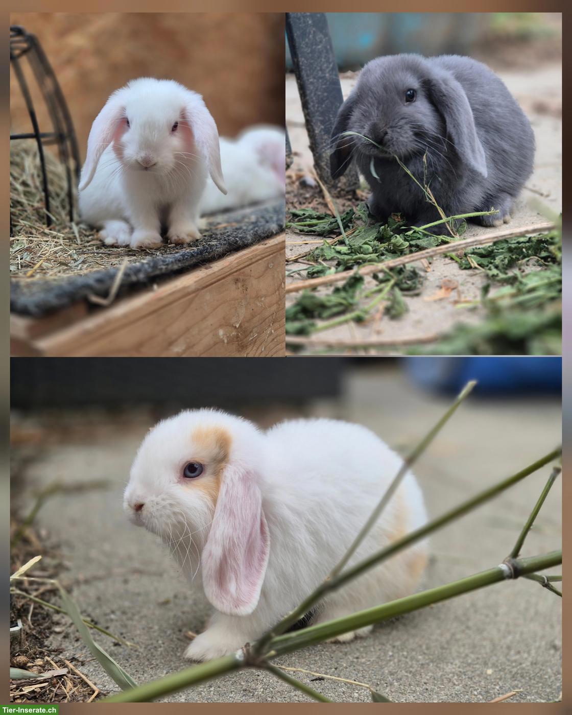 Bild 5: Minilop - Zwergwidder Babys zu verkaufen