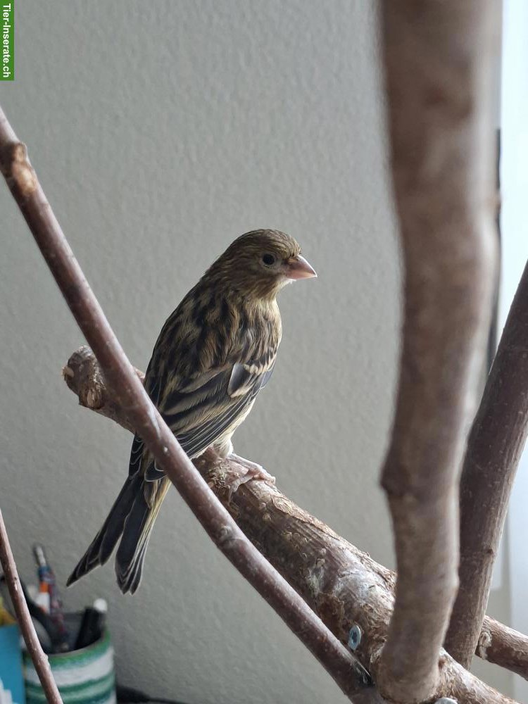 Junger Kanarienvogel abzugeben