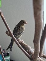 Junger Kanarienvogel abzugeben