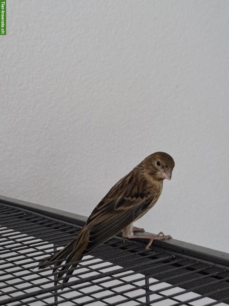 Bild 2: Junger Kanarienvogel abzugeben