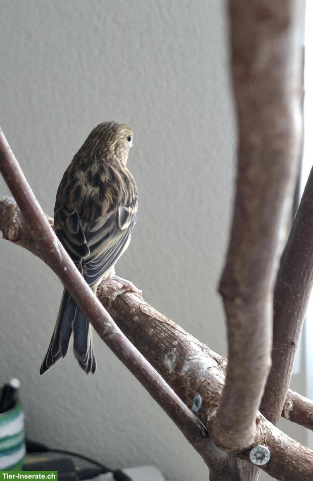 Bild 3: Junger Kanarienvogel abzugeben