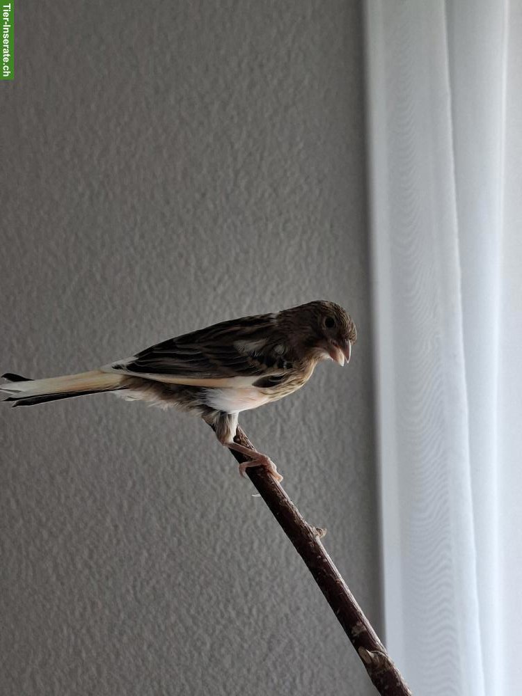 Junger Kanarienvogel zu verkaufen