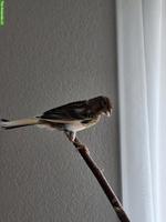 Junger Kanarienvogel zu verkaufen