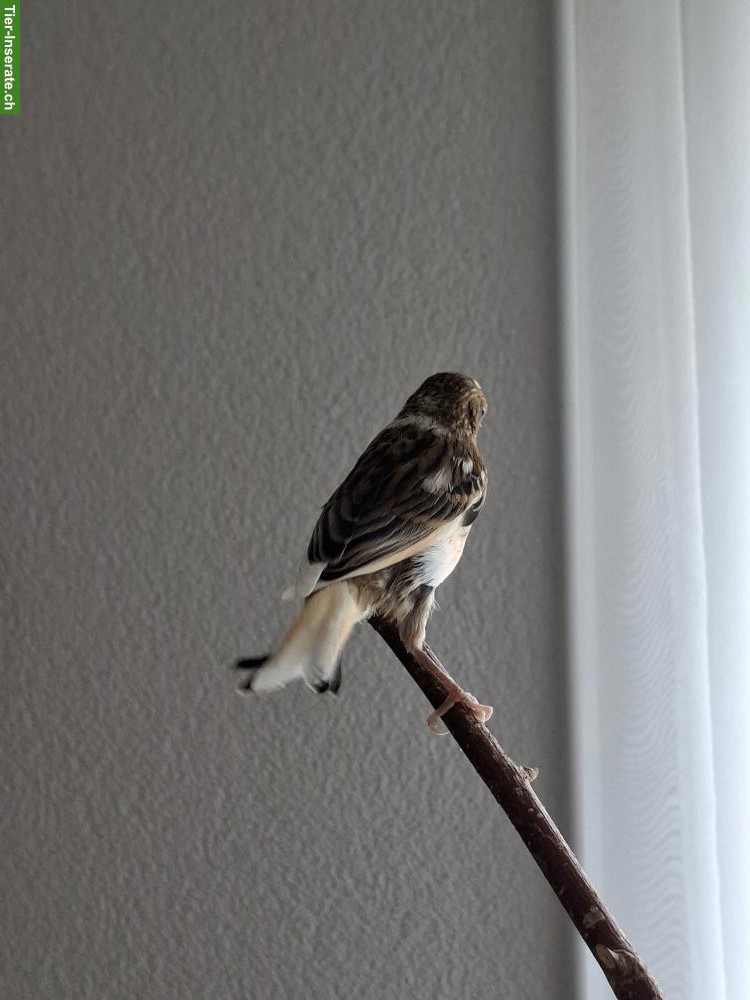 Bild 2: Junger Kanarienvogel zu verkaufen