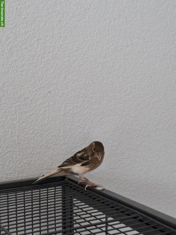 Bild 3: Junger Kanarienvogel zu verkaufen