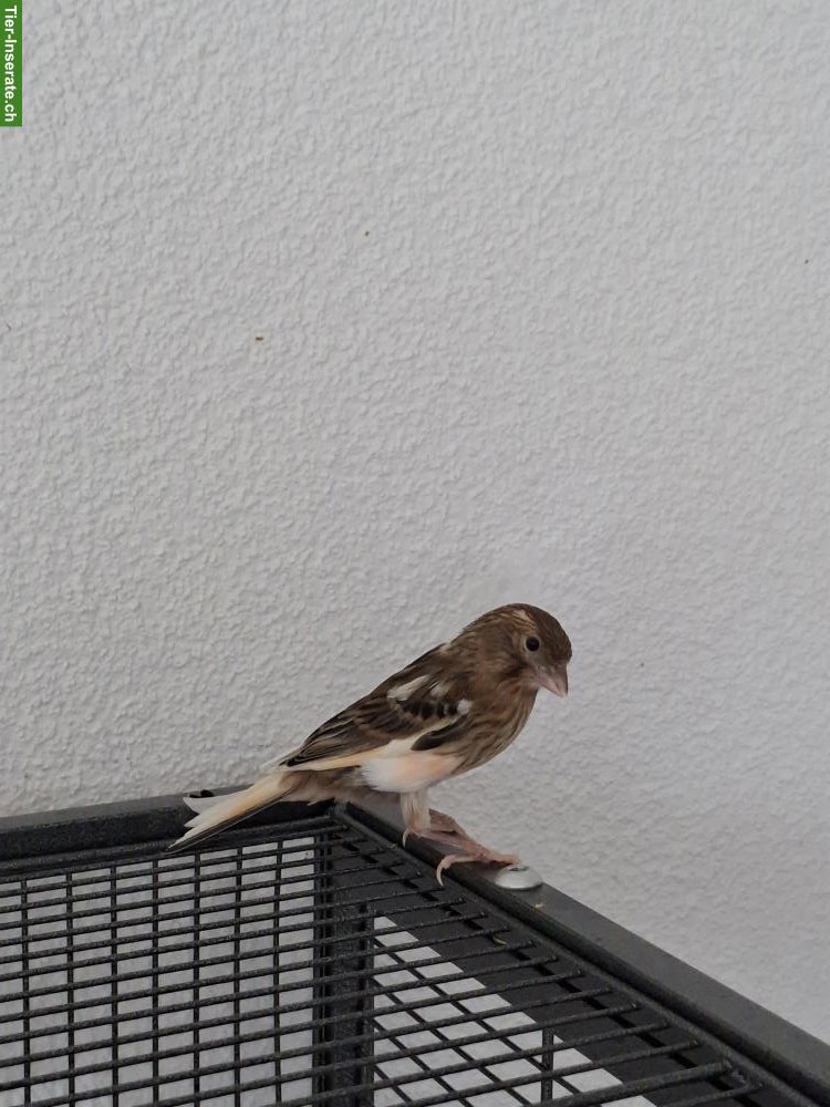 Bild 4: Junger Kanarienvogel zu verkaufen