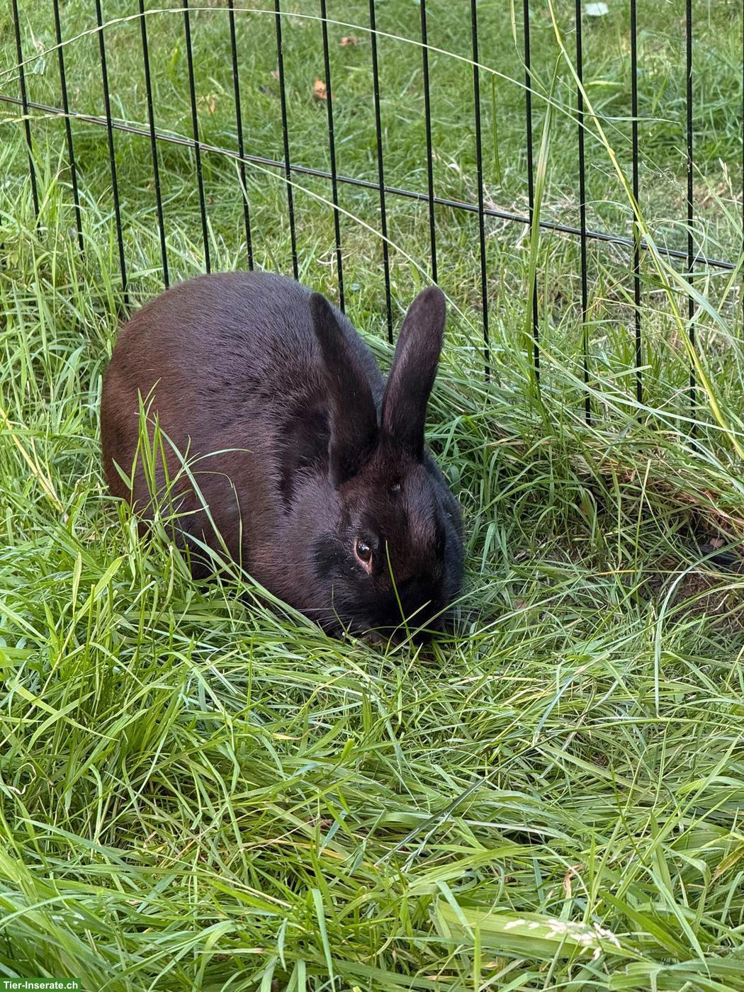 Kaninchen Ferdinand sucht sein Für-immer-Zuhause