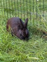 Kaninchen Ferdinand sucht sein Für-immer-Zuhause