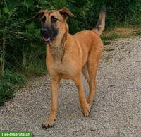Malinois Mix Junghündin Bretxa sucht hundeerfahrenes Zuhause