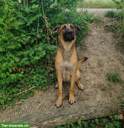 Bild 2: Malinois Mix Junghündin Bretxa sucht hundeerfahrenes Zuhause