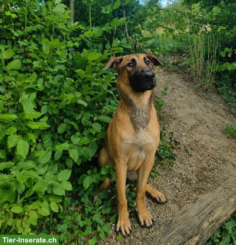 Bild 3: Malinois Mix Junghündin Bretxa sucht hundeerfahrenes Zuhause