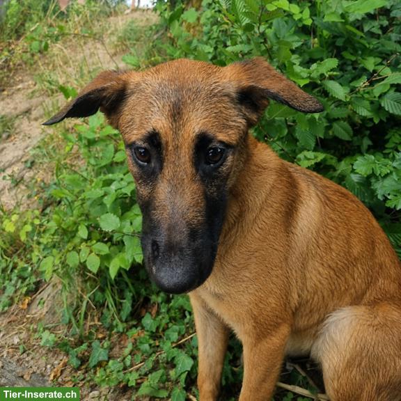 Bild 4: Malinois Mix Junghündin Bretxa sucht hundeerfahrenes Zuhause