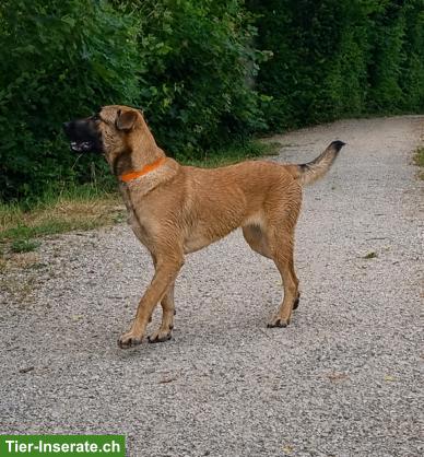 Bild 5: Malinois Mix Junghündin Bretxa sucht hundeerfahrenes Zuhause