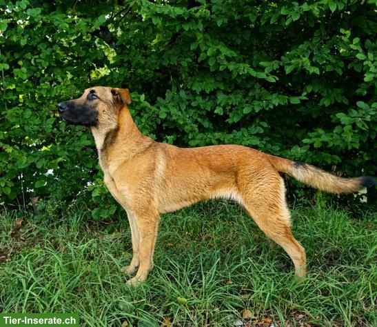 Bild 6: Malinois Mix Junghündin Bretxa sucht hundeerfahrenes Zuhause