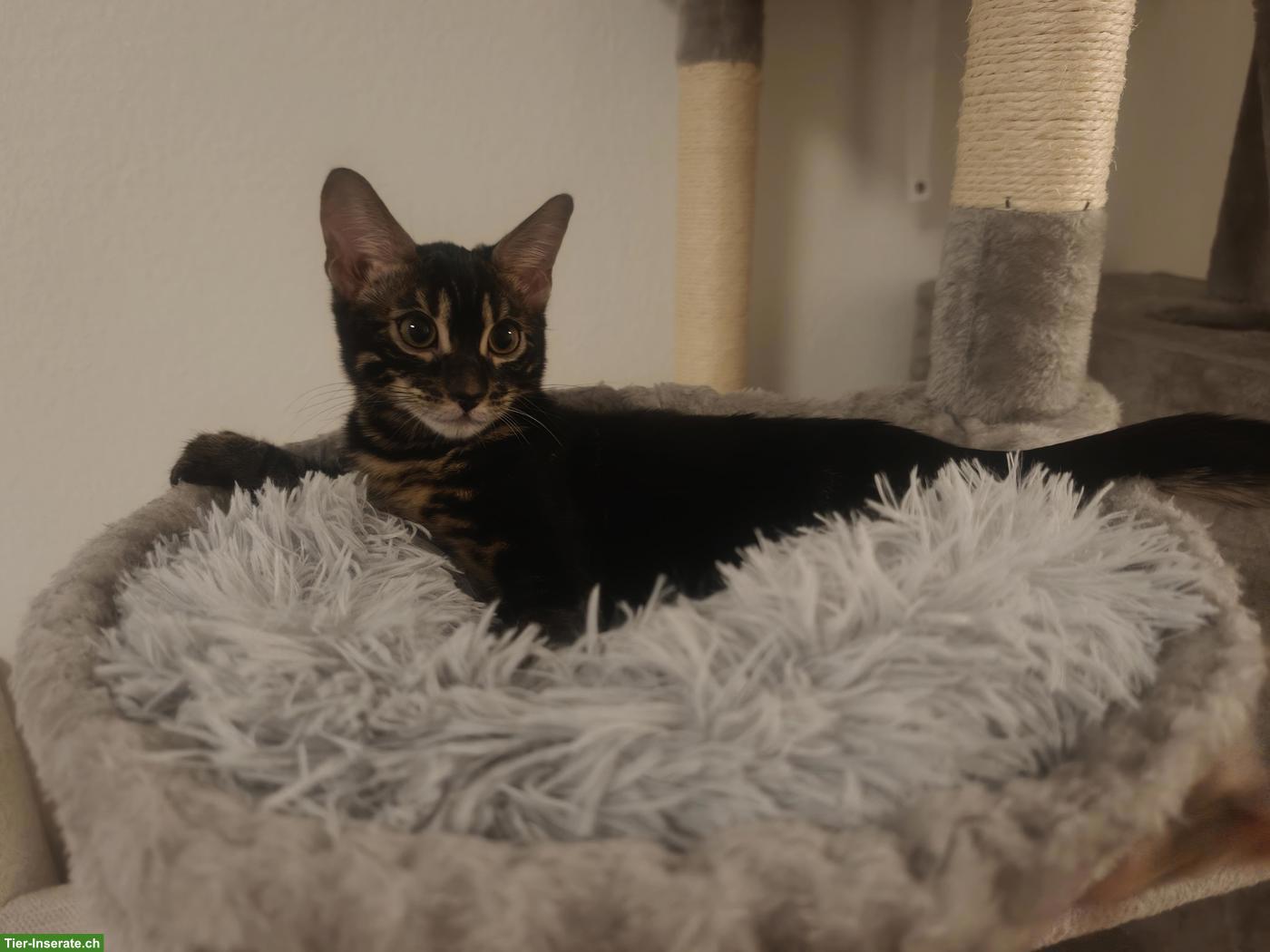 Bild 2: Junge Bengal Katze sucht dringend Platz mit Freigang / Garten