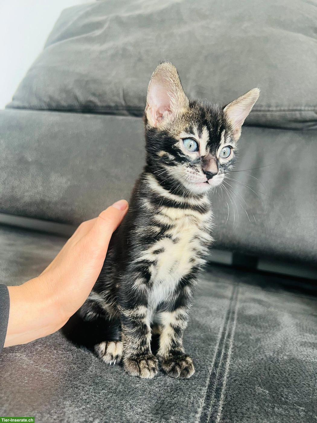 Bild 3: Junge Bengal Katze sucht dringend Platz mit Freigang / Garten