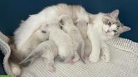 Ragdoll Kitten mit Stammbaum, Seal, Blue, Lynx Bicolor