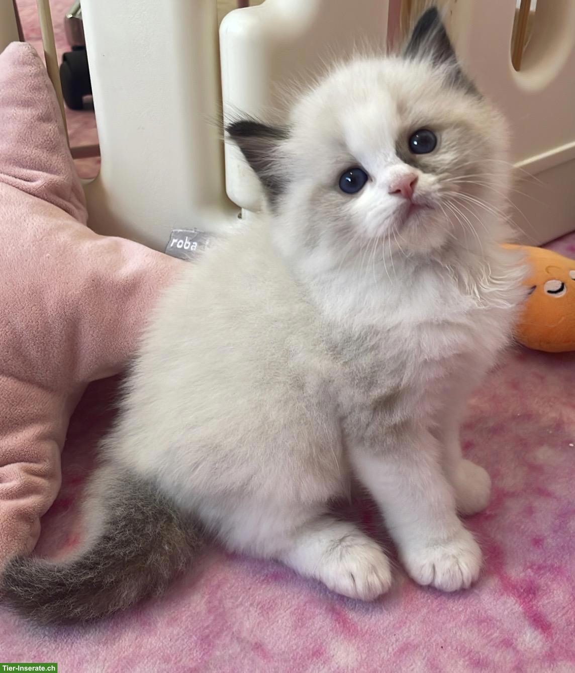 Bild 2: Ragdoll Kitten mit Stammbaum, Seal, Blue, Lynx Bicolor