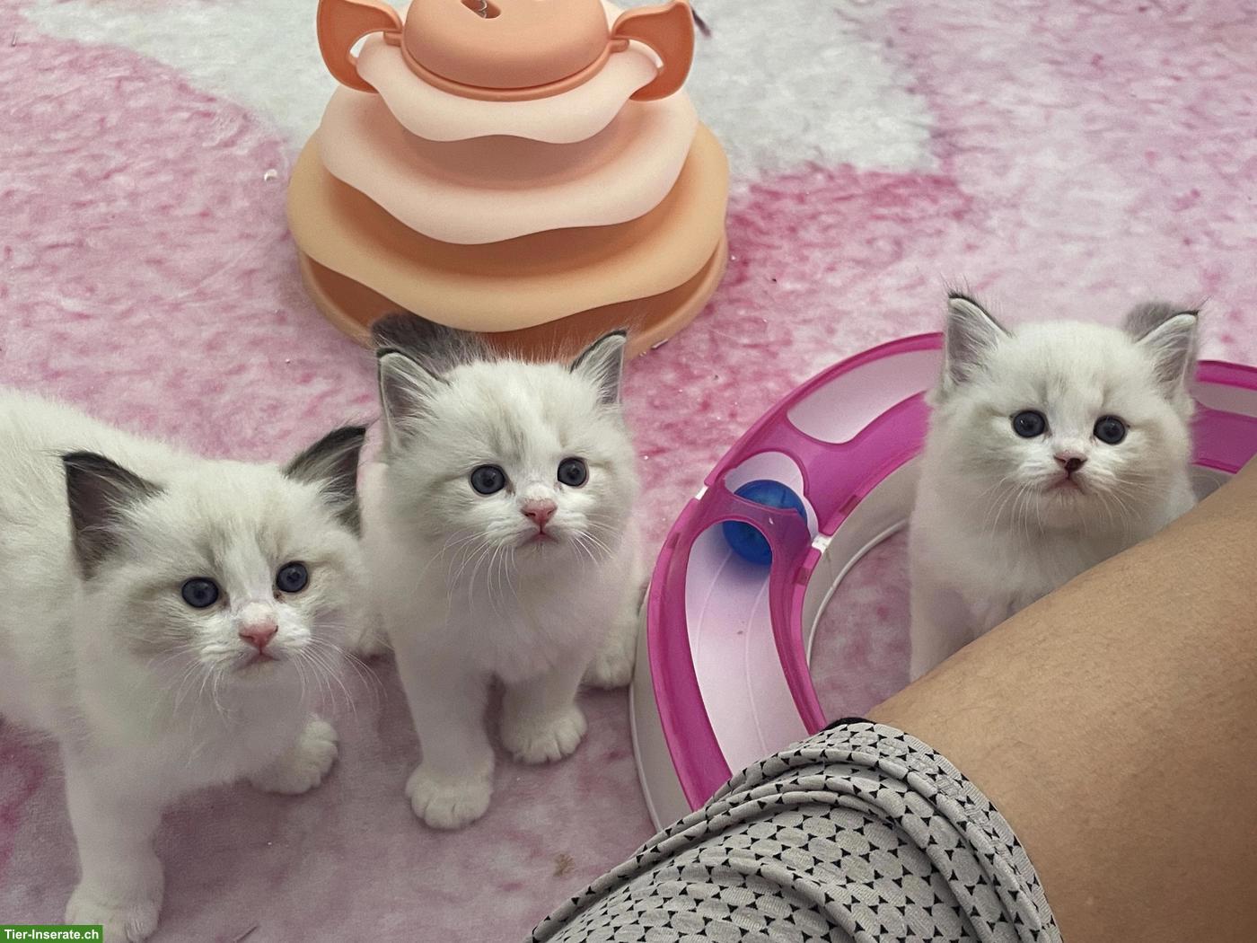 Bild 3: Ragdoll Kitten mit Stammbaum, Seal, Blue, Lynx Bicolor