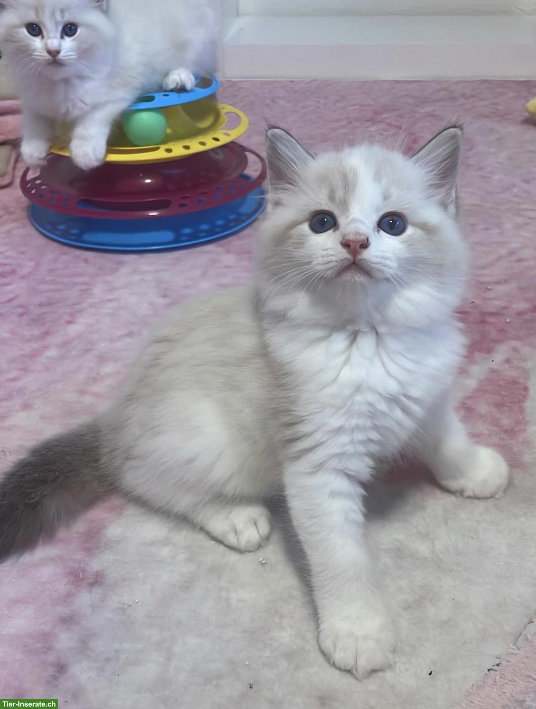 Bild 4: Ragdoll Kitten mit Stammbaum, Seal, Blue, Lynx Bicolor