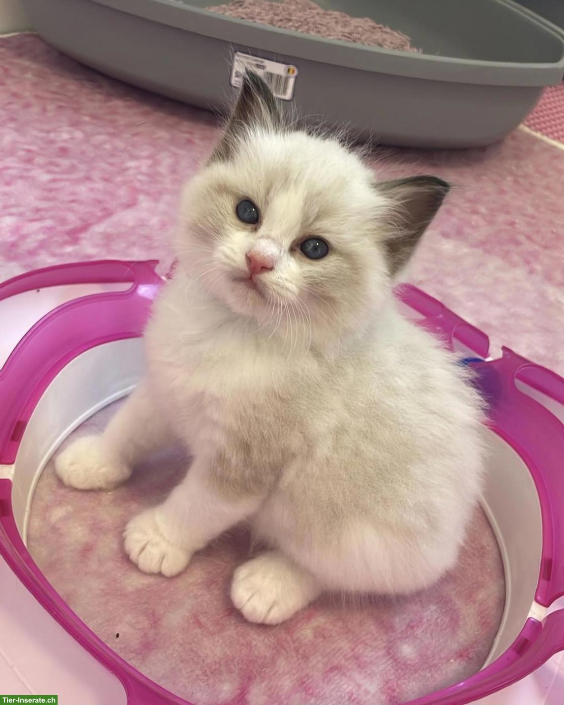 Bild 5: Ragdoll Kitten mit Stammbaum, Seal, Blue, Lynx Bicolor
