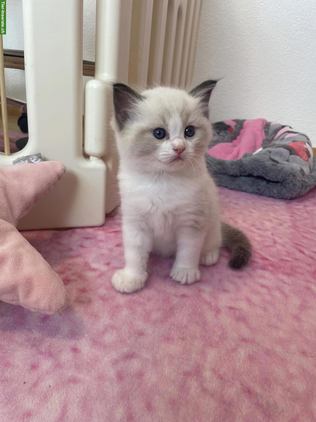 Bild 6: Ragdoll Kitten mit Stammbaum, Seal, Blue, Lynx Bicolor