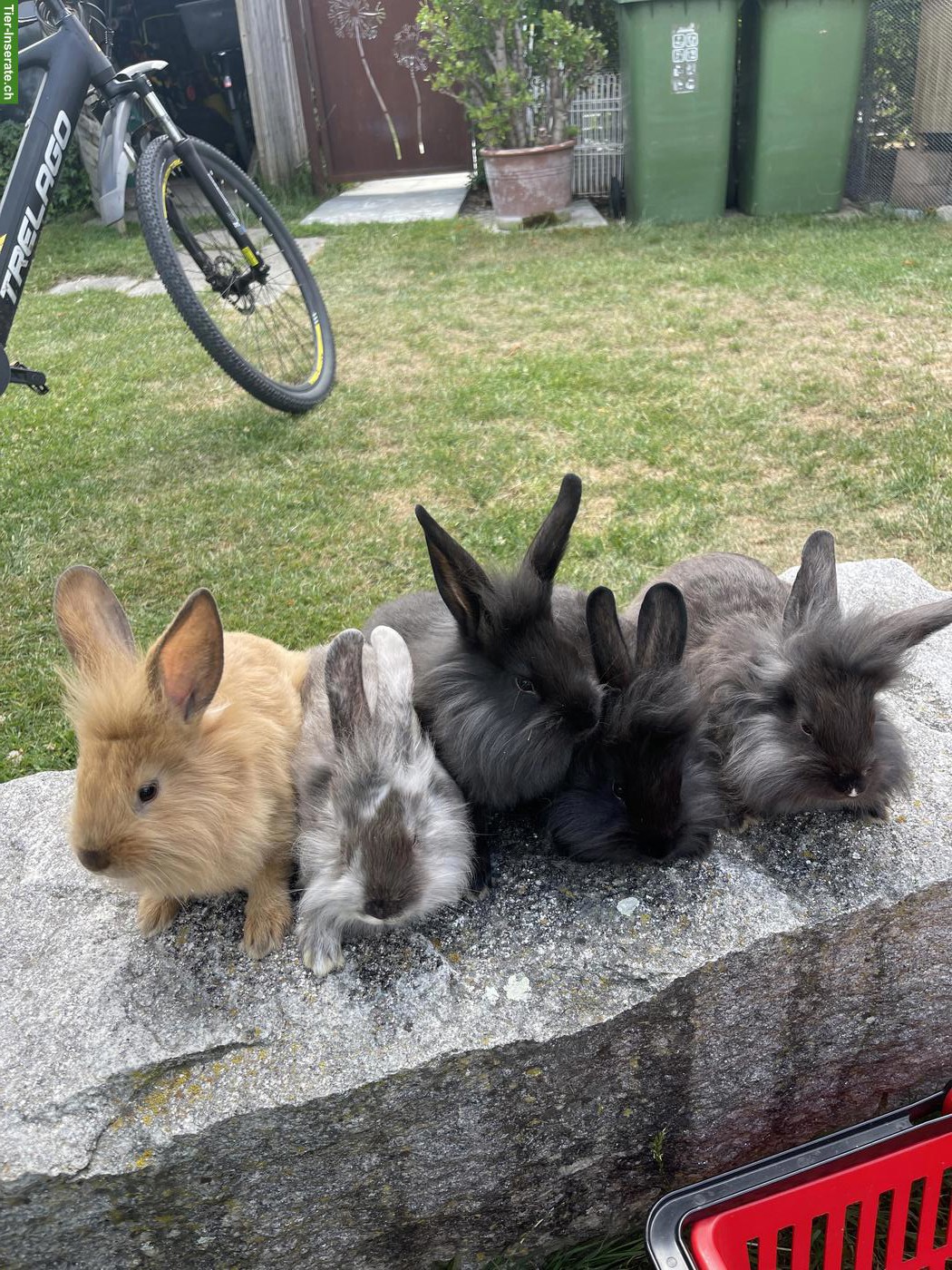 Junge Löwenkopf-Mix Zwergkaninchen