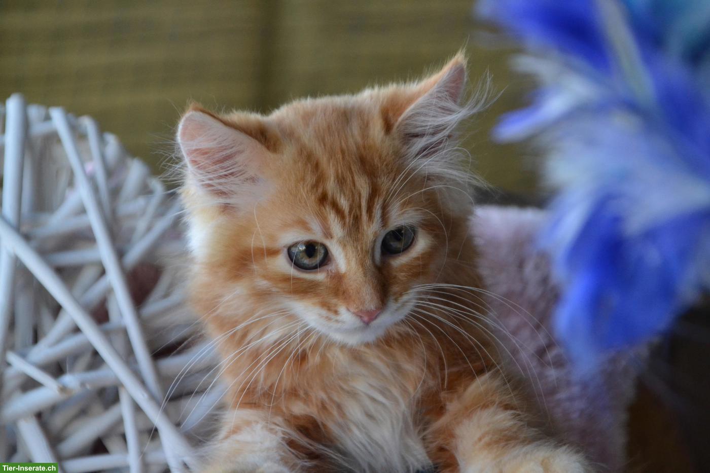 Kleine sibirische Schmusetiger Kater suchen Kuschelplatz