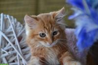 Kleine sibirische Schmusetiger Kater suchen Kuschelplatz
