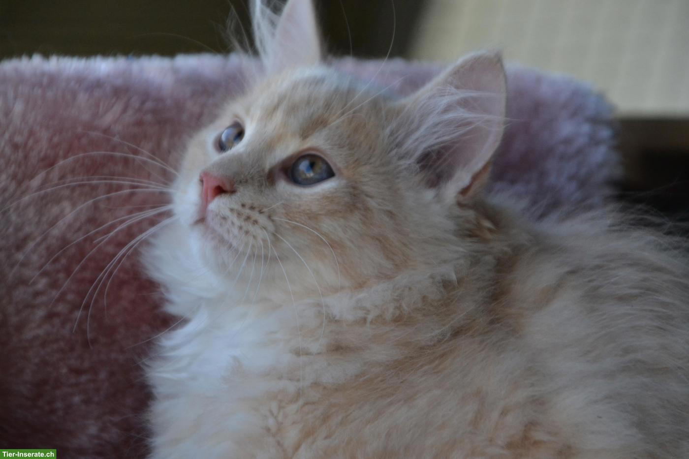 Bild 2: Kleine sibirische Schmusetiger Kater suchen Kuschelplatz