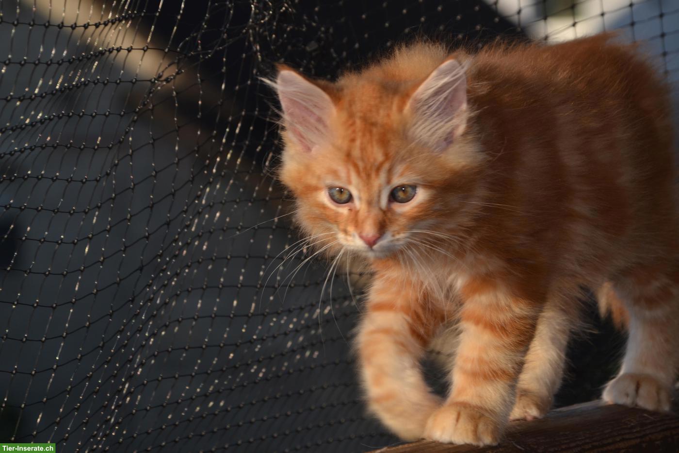 Bild 3: Kleine sibirische Schmusetiger Kater suchen Kuschelplatz
