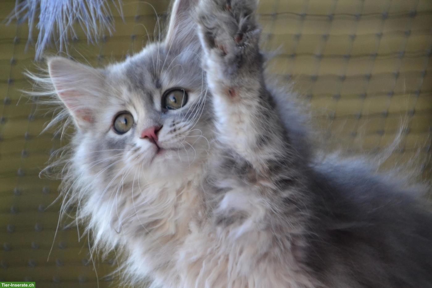 Bild 4: Kleine sibirische Schmusetiger Kater suchen Kuschelplatz