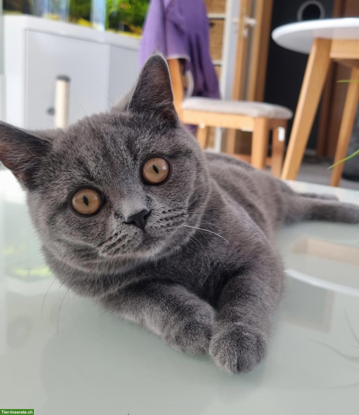 Britisch Kurzhaar Katze, 4-jährig sucht liebes Zuhause
