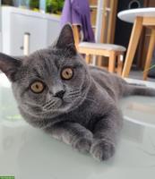 Britisch Kurzhaar Katze, 4-jährig sucht liebes Zuhause