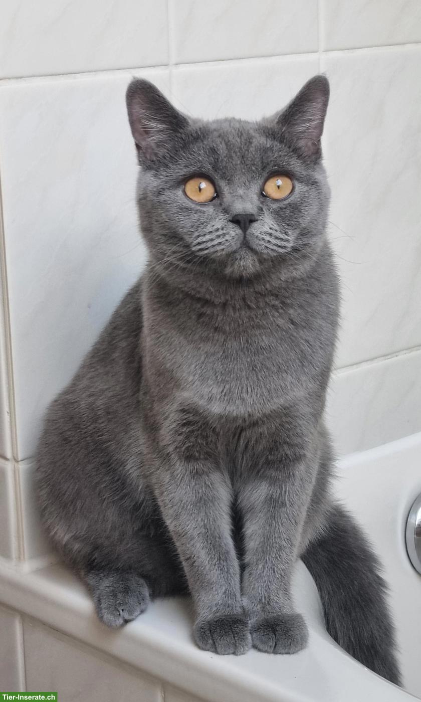 Bild 2: Britisch Kurzhaar Katze, 4-jährig sucht liebes Zuhause